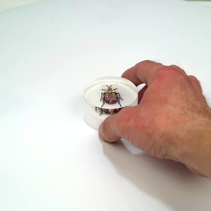 Scarab Beetle (SB02), 2024