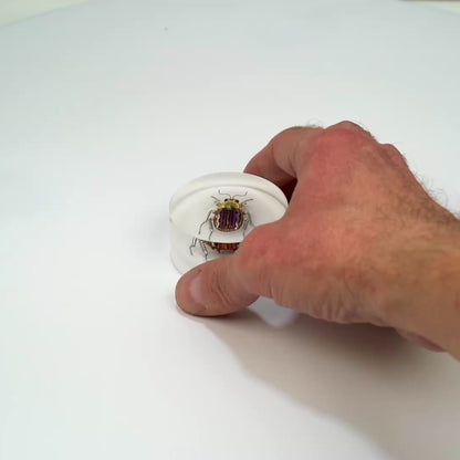 Scarab Beetle (SB08), 2024
