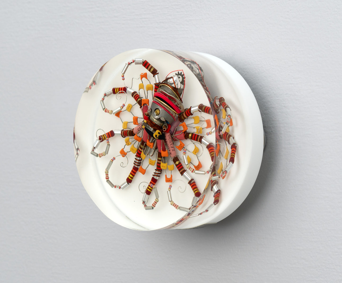 Lava Lava Octopus (Tube-Head Cephalopod), 2025