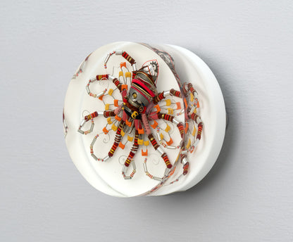 Lava Lava Octopus (Tube-Head Cephalopod), 2025