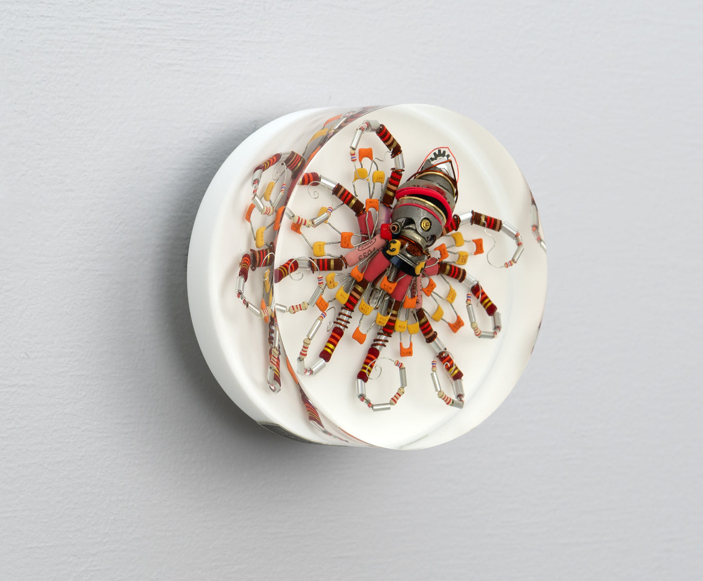 Lava Lava Octopus (Tube-Head Cephalopod), 2025