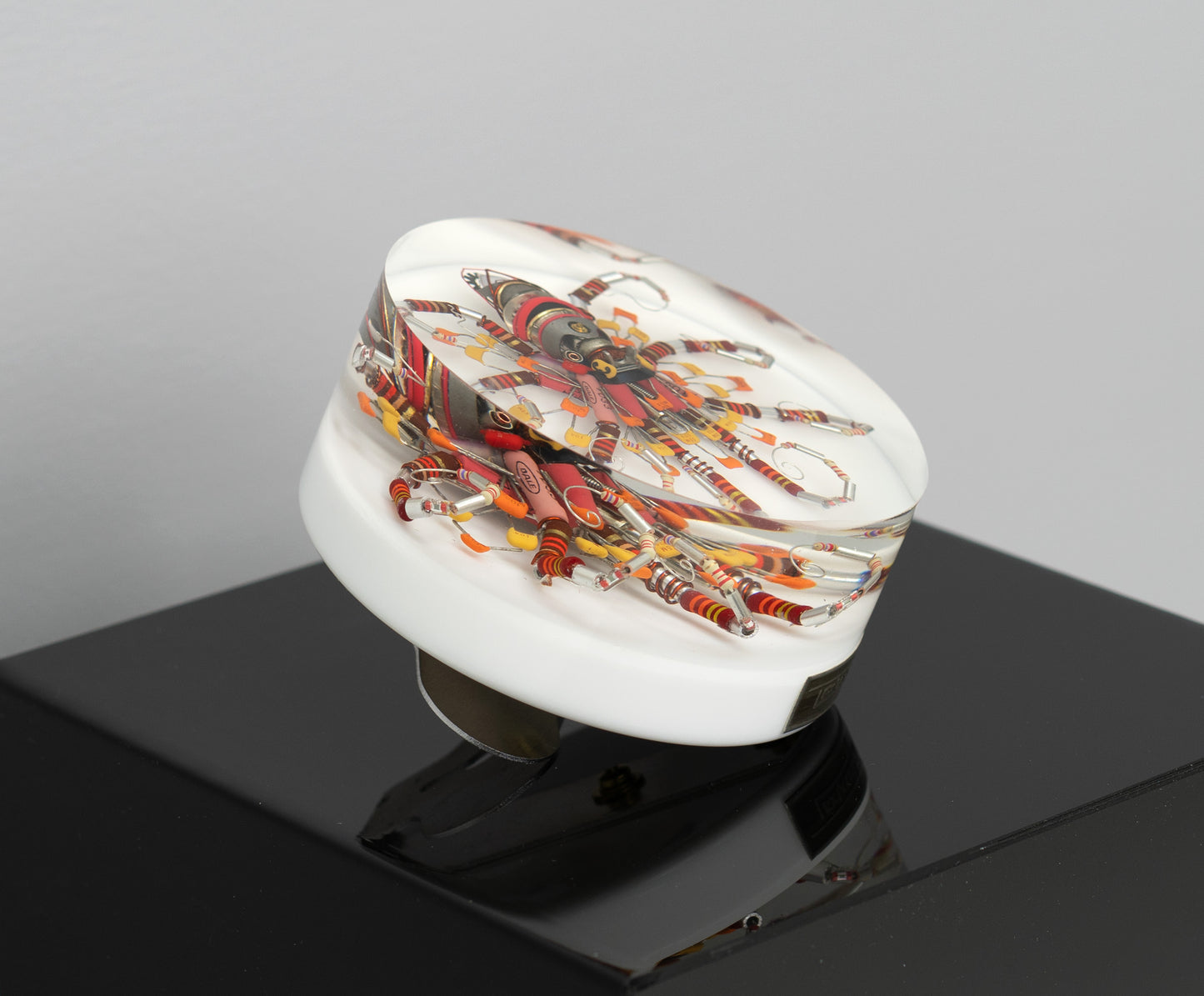 Lava Lava Octopus (Tube-Head Cephalopod), 2025