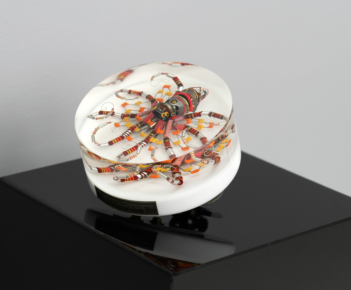 Lava Lava Octopus (Tube-Head Cephalopod), 2025