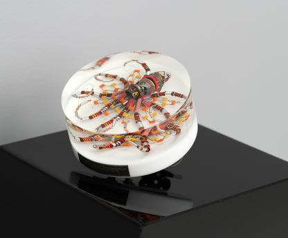 Lava Lava Octopus (Tube-Head Cephalopod), 2025