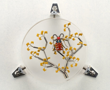 Six-Spotted Fire Bug, 2023