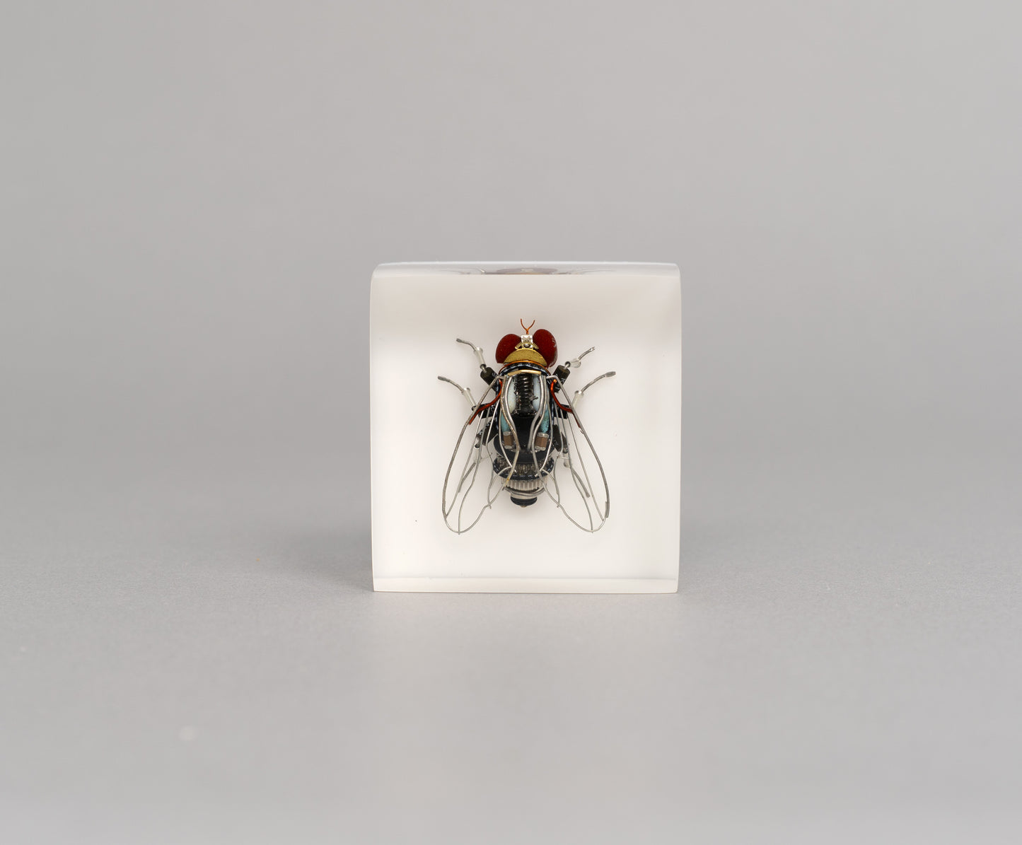 Mercury-winged Fly, 2026