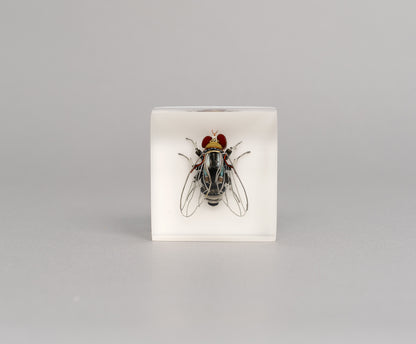 Mercury-winged Fly, 2026