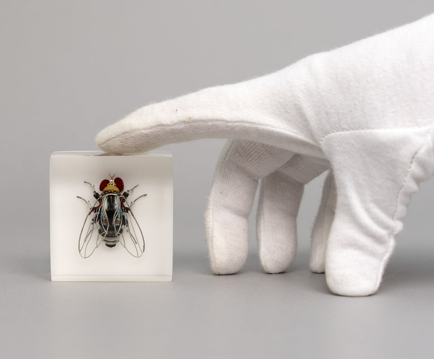 Mercury-winged Fly, 2026