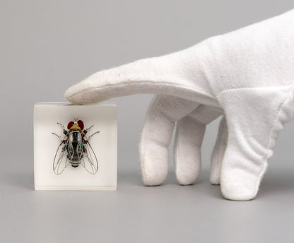 Mercury-winged Fly, 2026