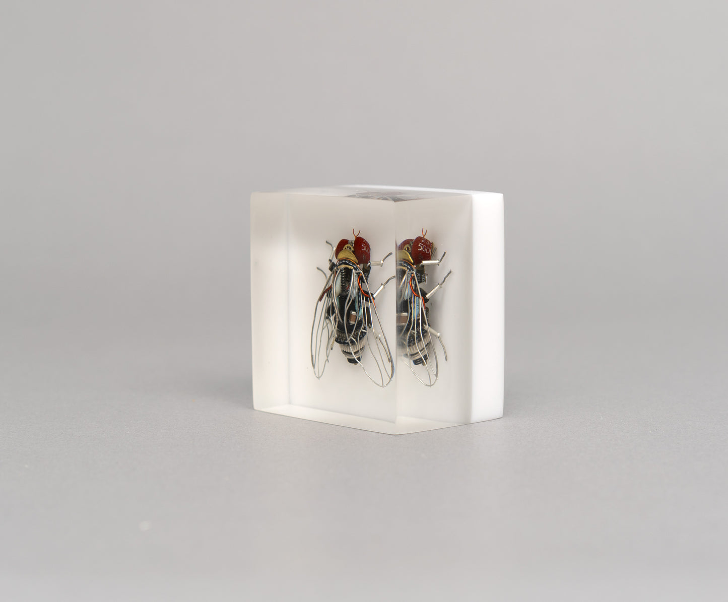 Mercury-winged Fly, 2026
