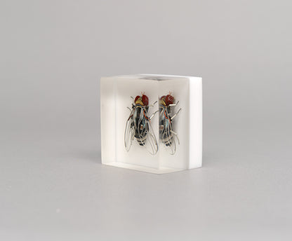Mercury-winged Fly, 2026