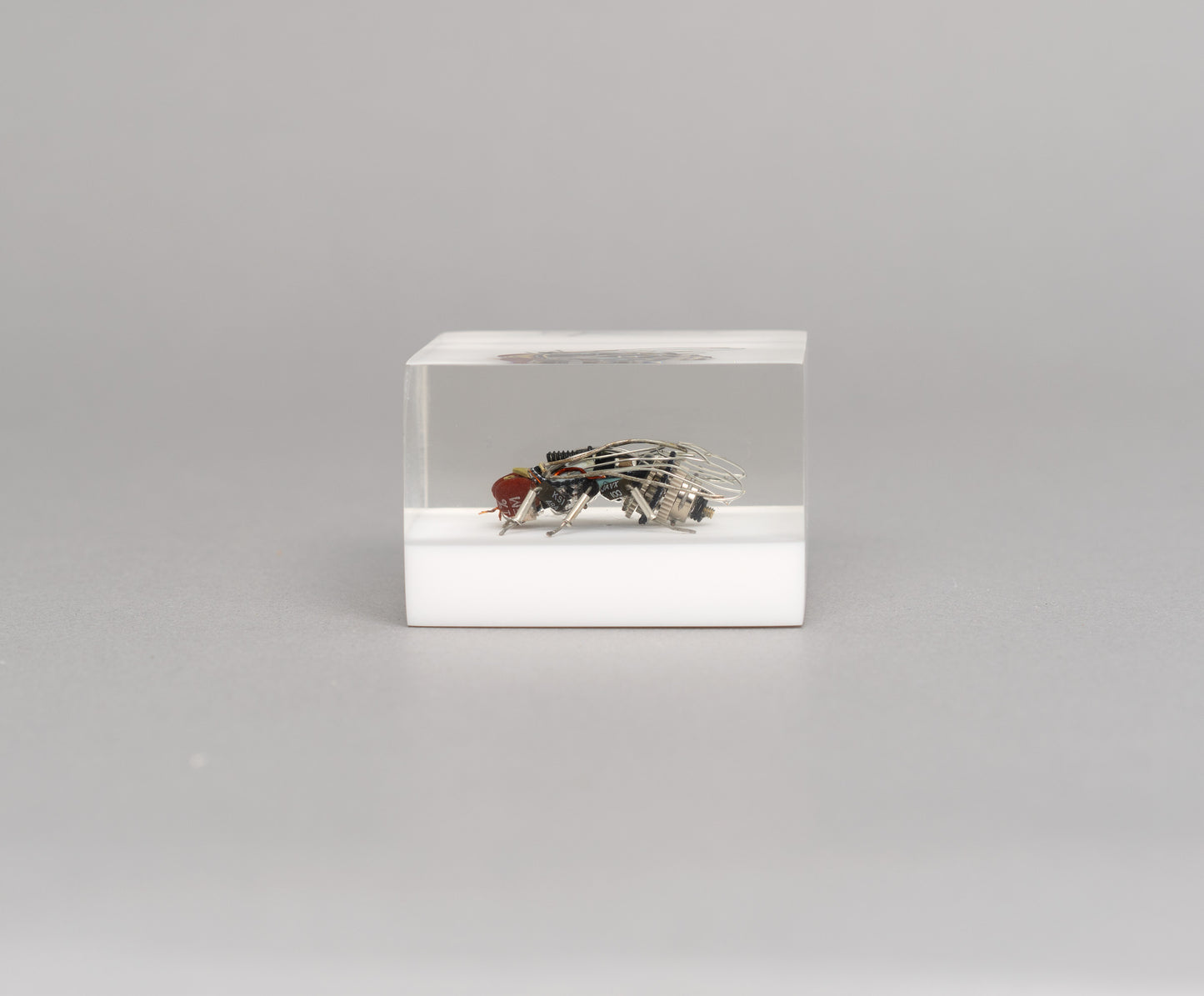 Mercury-winged Fly, 2026