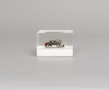 Mercury-winged Fly, 2026