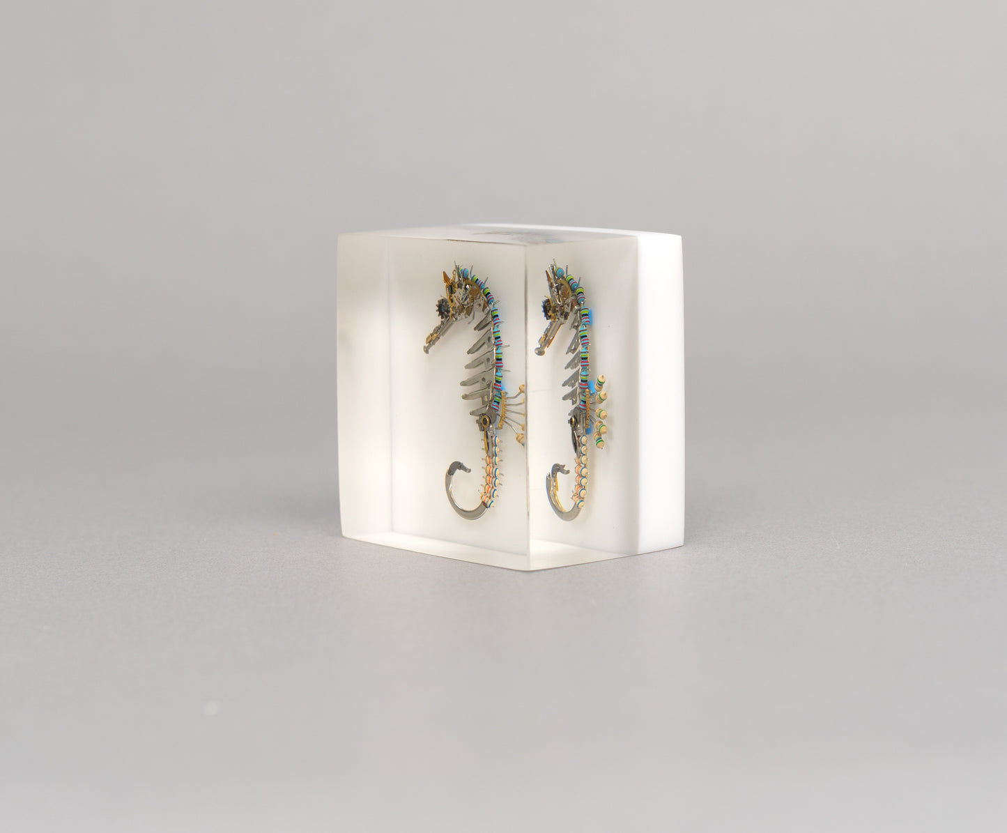 Pinion Seahorse, 2026