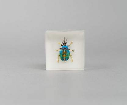 Bloopy Weevil, 2026