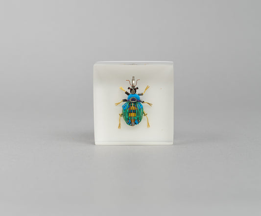 Bloopy Weevil, 2026