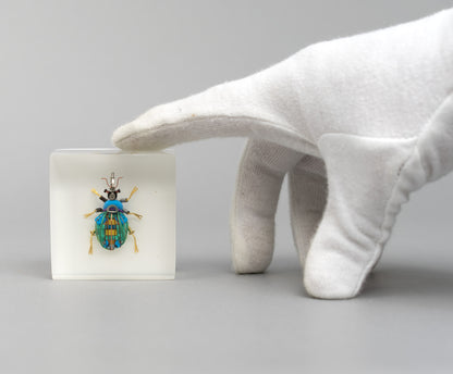 Bloopy Weevil, 2026
