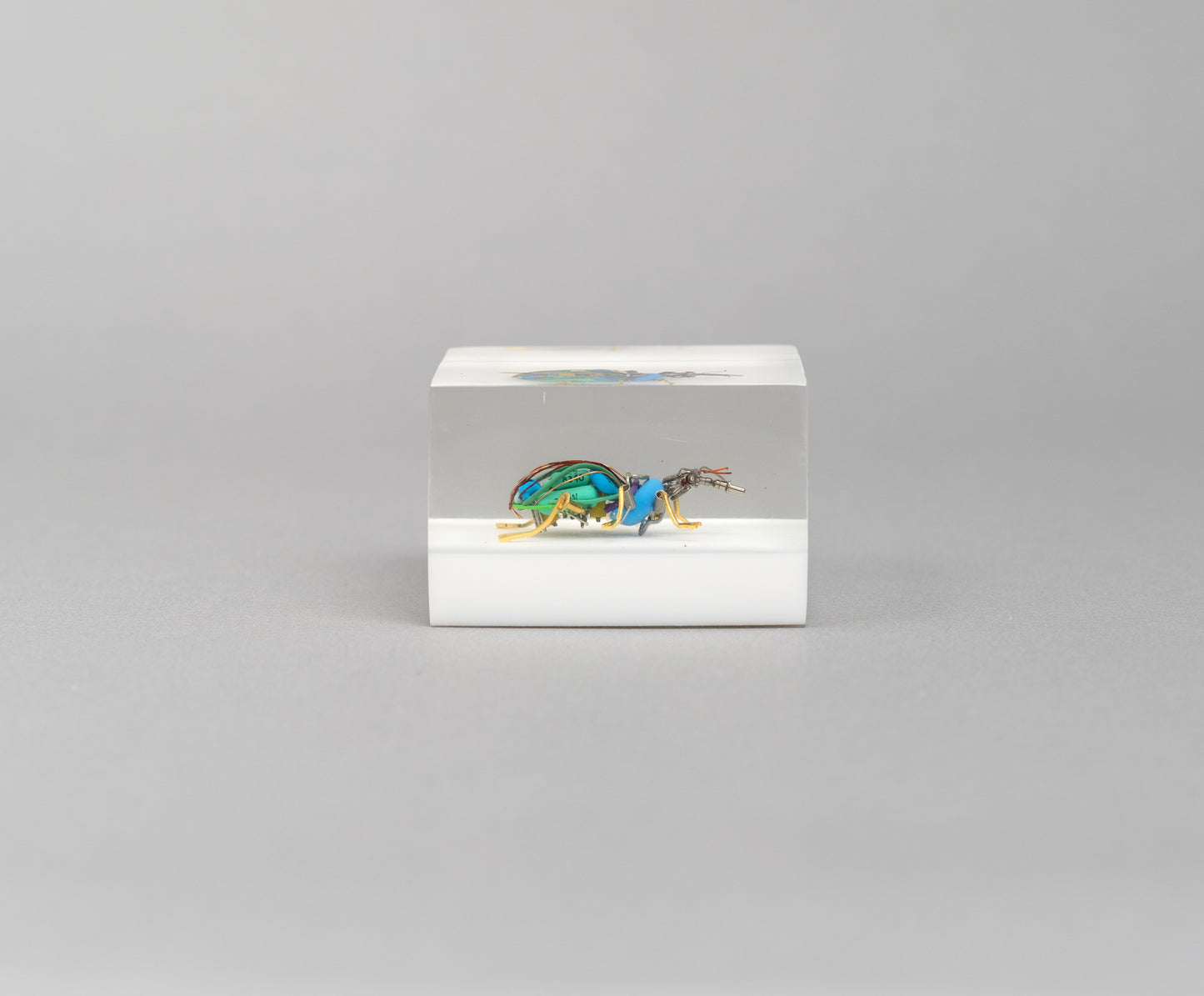 Bloopy Weevil, 2026