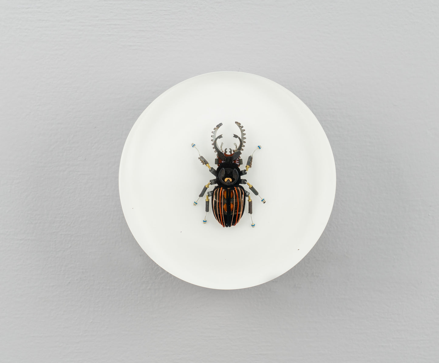 Steely Stag Beetle, 2026