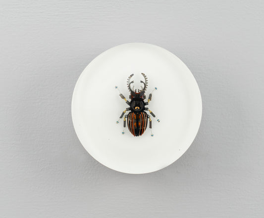 Steely Stag Beetle, 2026