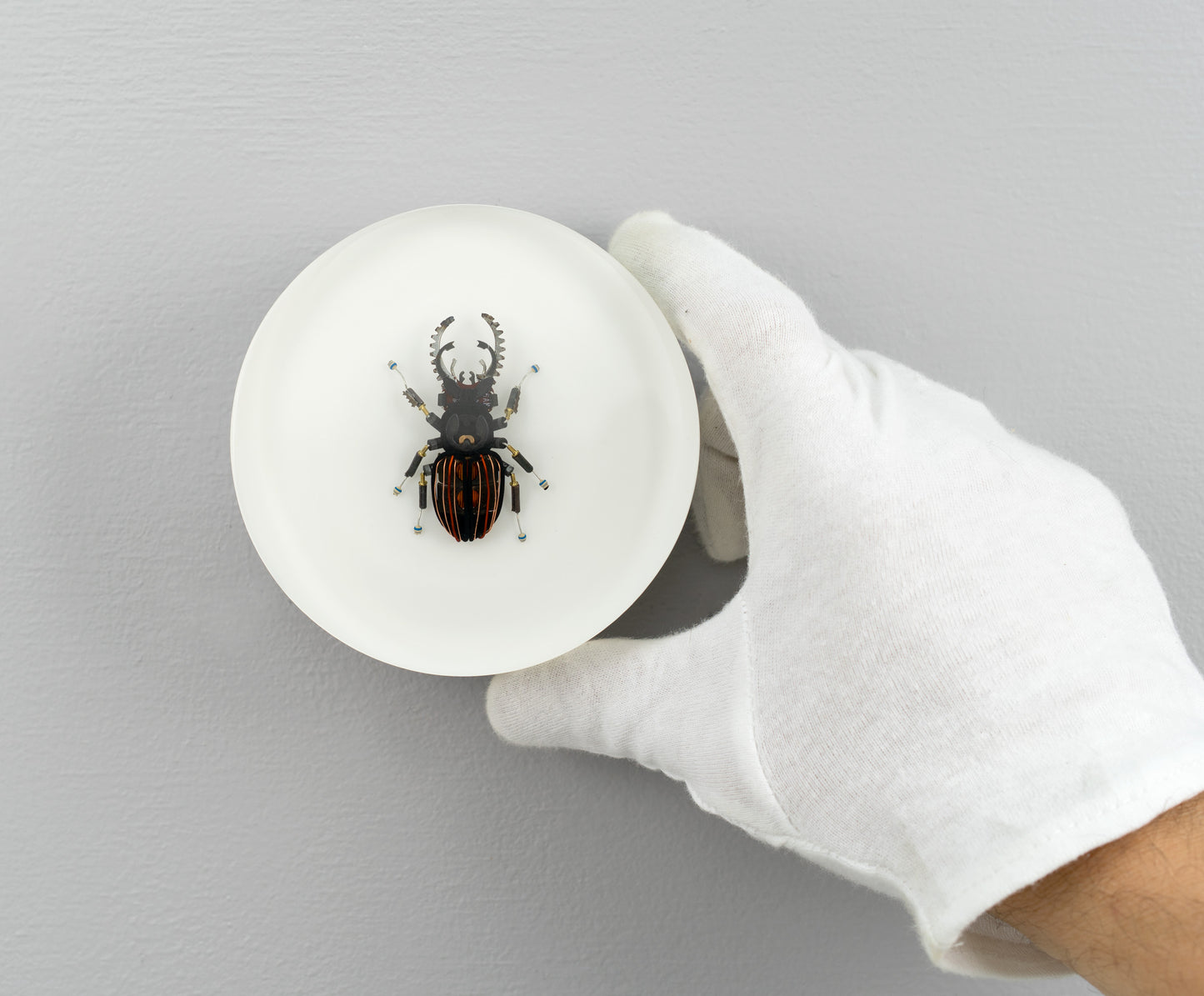 Steely Stag Beetle, 2026