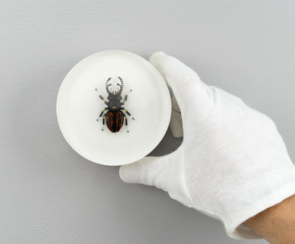 Steely Stag Beetle, 2026