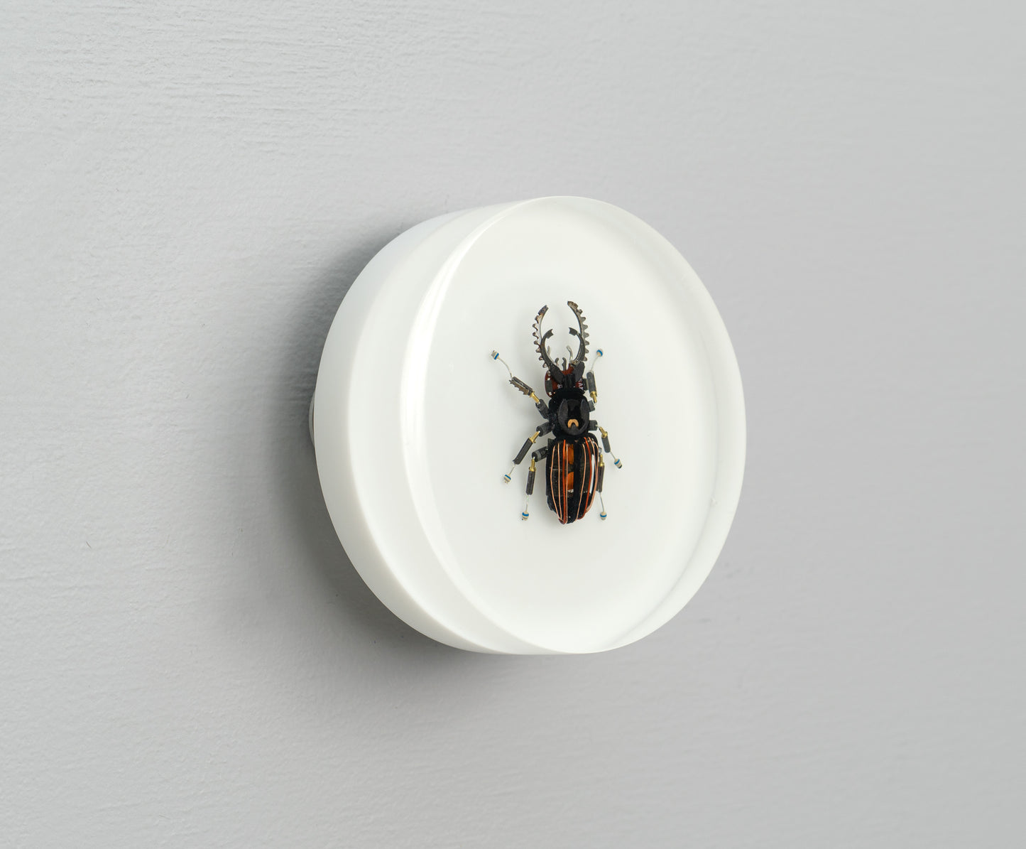 Steely Stag Beetle, 2026