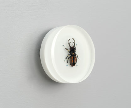 Steely Stag Beetle, 2026
