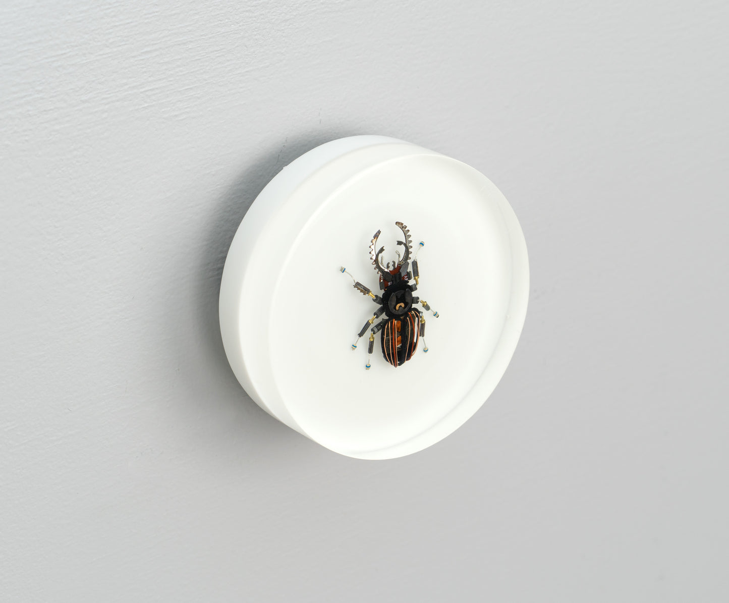 Steely Stag Beetle, 2026