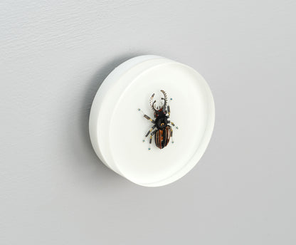 Steely Stag Beetle, 2026