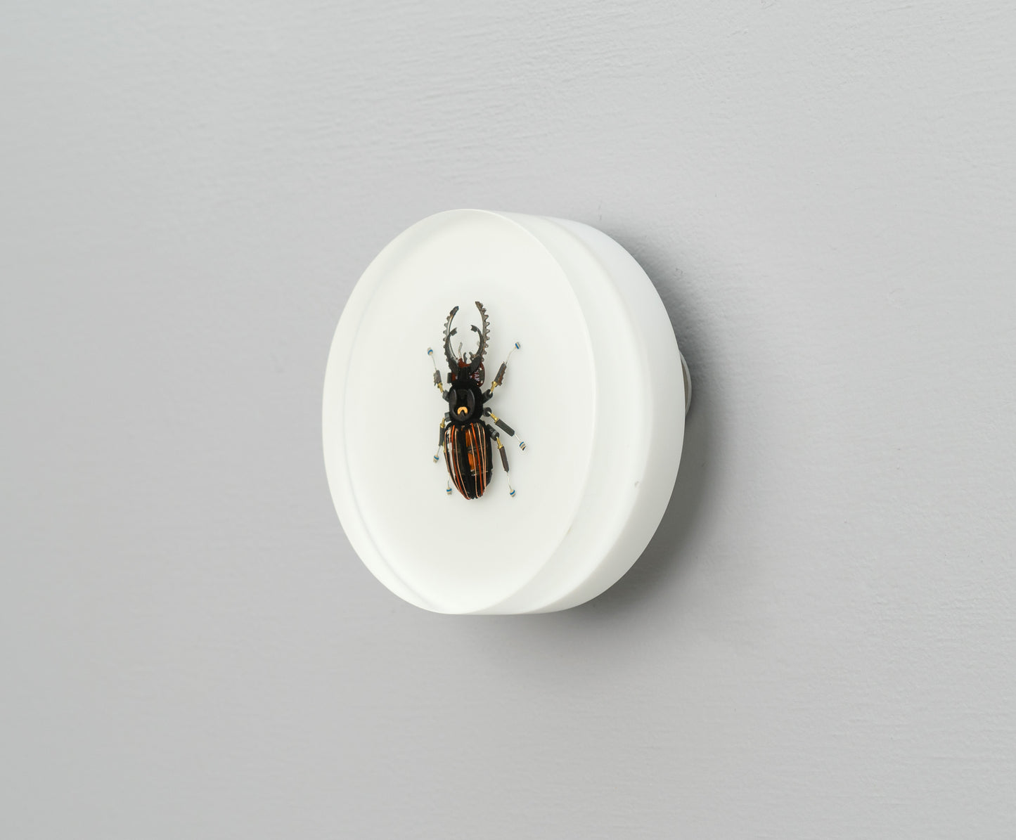 Steely Stag Beetle, 2026