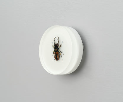 Steely Stag Beetle, 2026