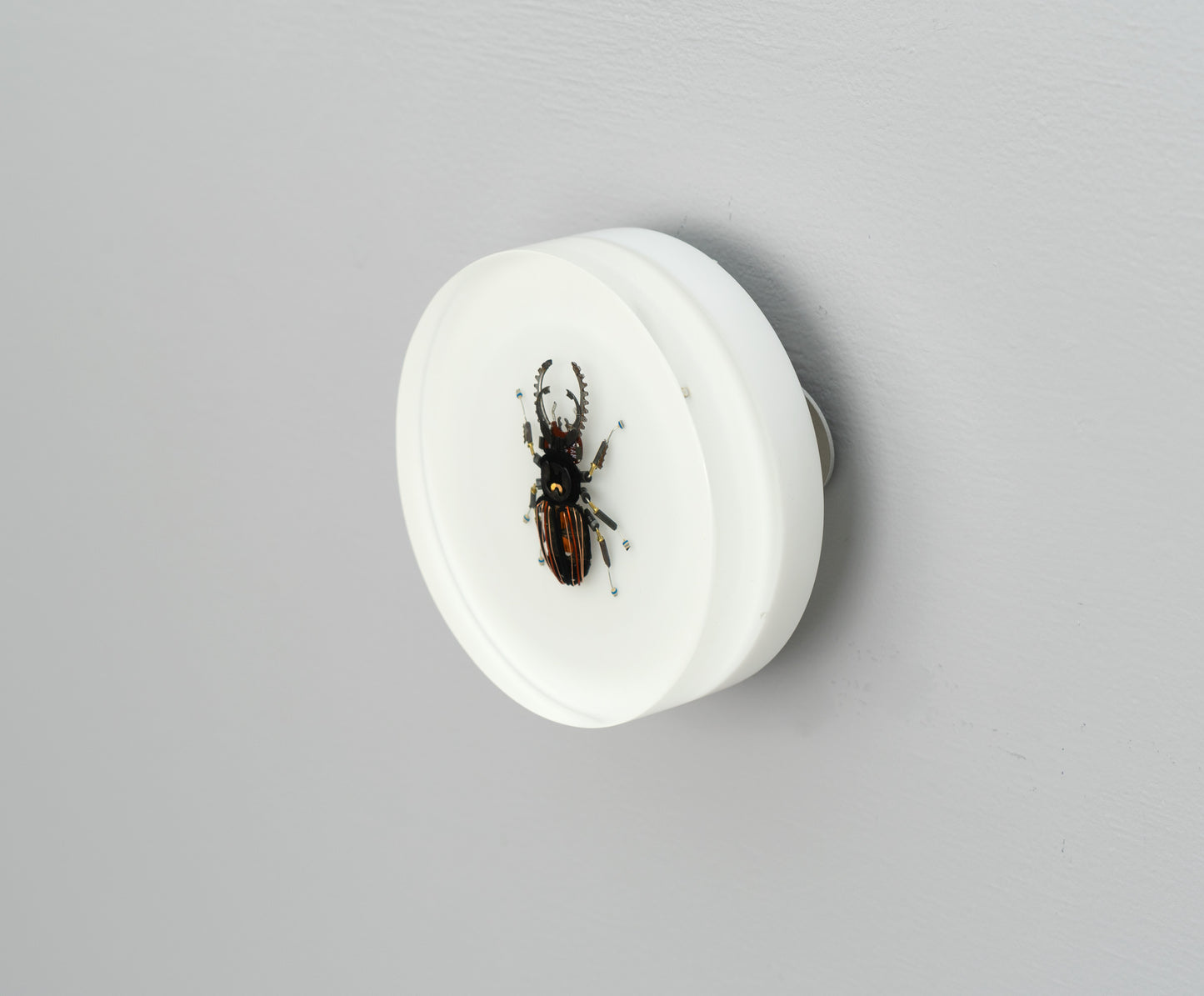 Steely Stag Beetle, 2026