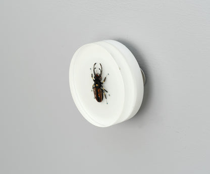 Steely Stag Beetle, 2026