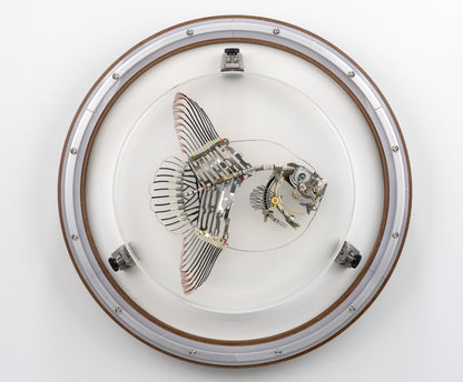 Noble Mola, 2024