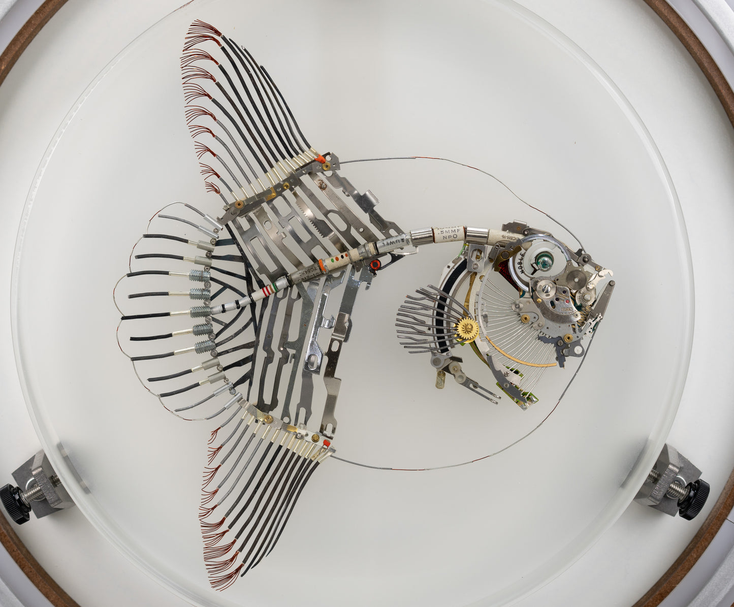 Noble Mola, 2024