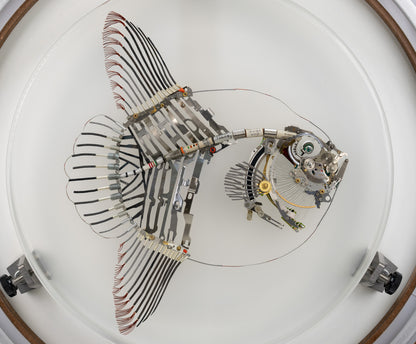 Noble Mola, 2024