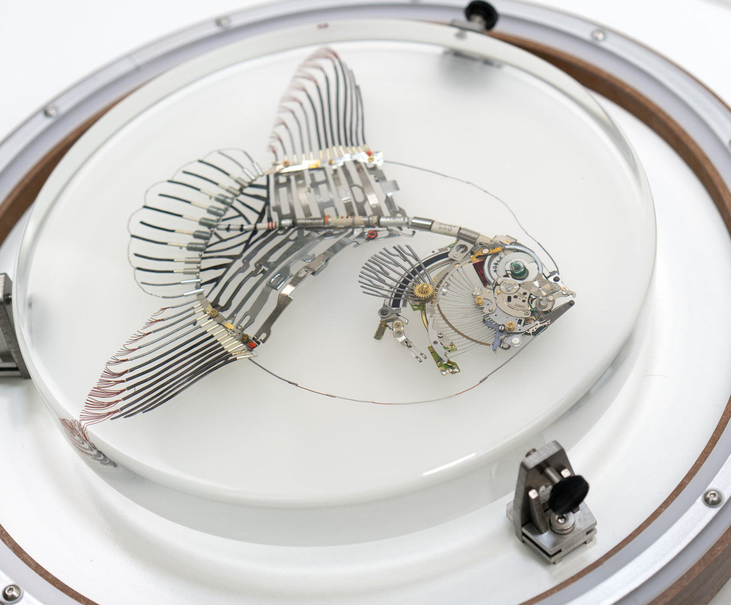 Noble Mola, 2024