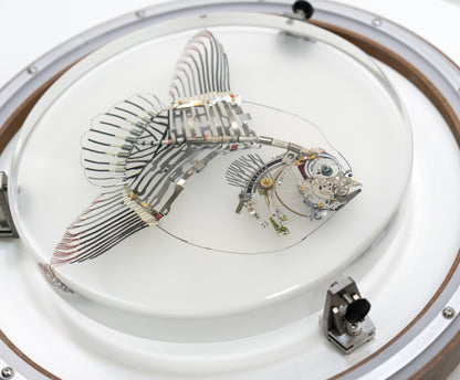 Noble Mola, 2024