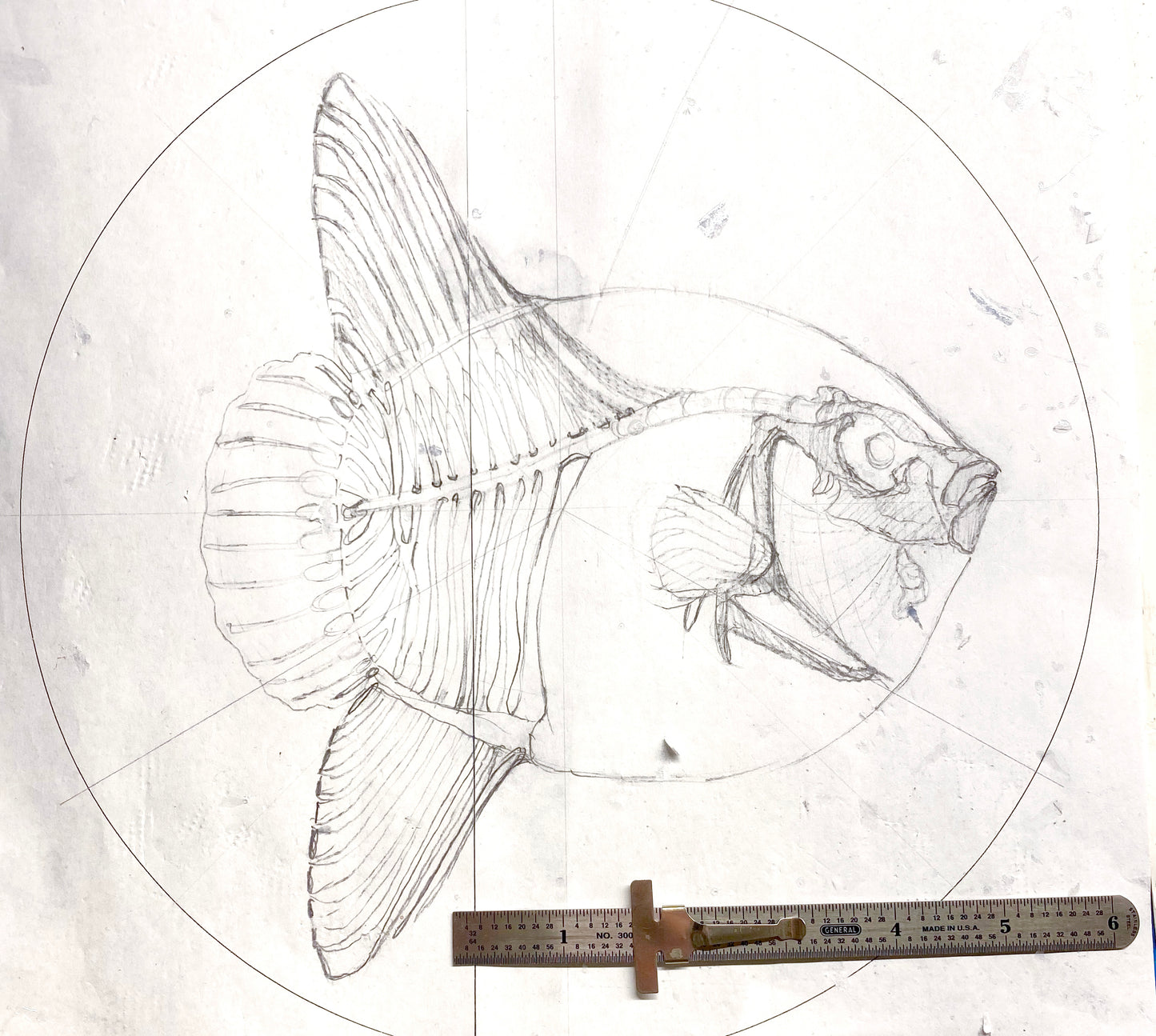 Noble Mola, 2024