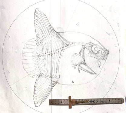 Noble Mola, 2024