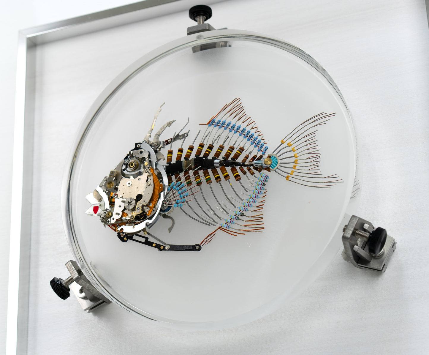 Finescale Triggerfish, 2023