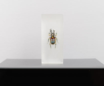 Twintank Stag Beetle, 2025