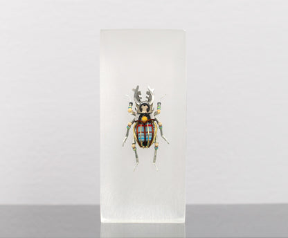 Twintank Stag Beetle, 2025