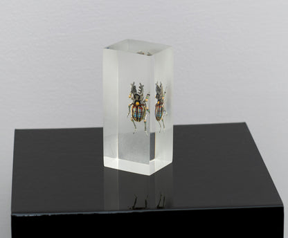 Twintank Stag Beetle, 2025