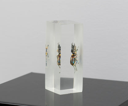 Twintank Stag Beetle, 2025