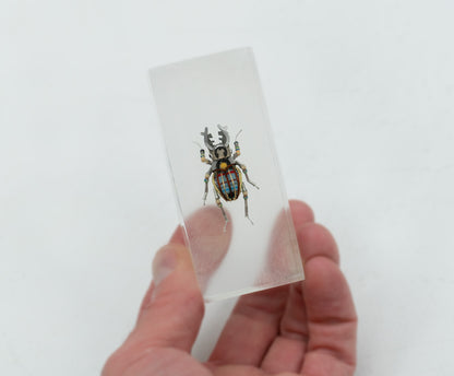 Twintank Stag Beetle, 2025