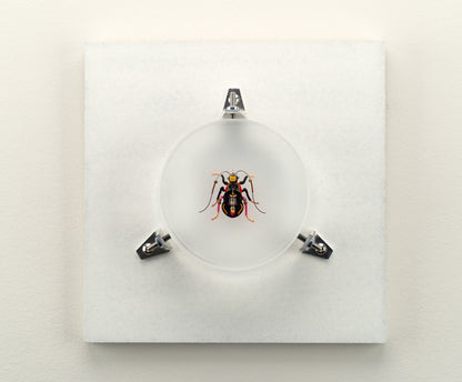 Violin Longhorn Beetle, 2023