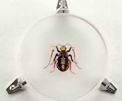 Violin Longhorn Beetle, 2023