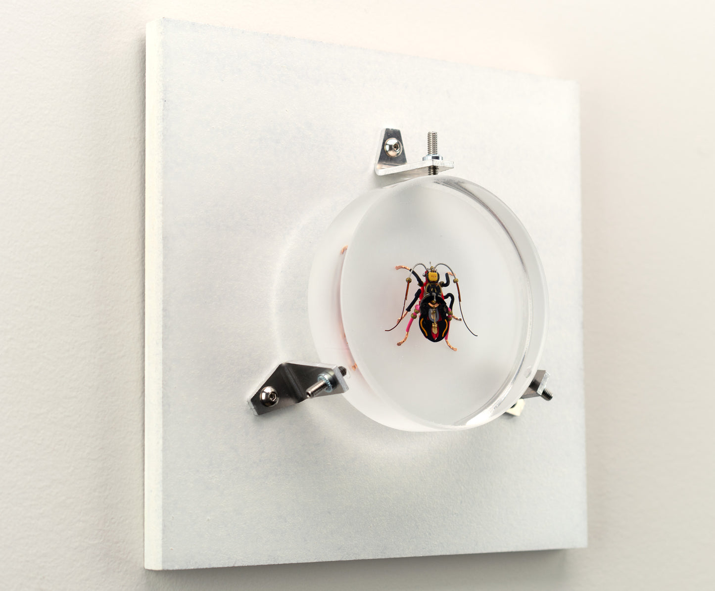 Violin Longhorn Beetle, 2023